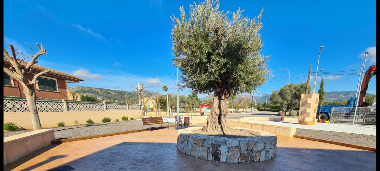 Placeta